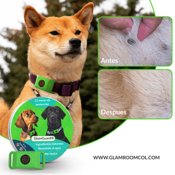 SUPER DESCUENTO SOLO ESTA SEMANA! GlamGuard - 12 meses libre de Pulgas y Garrapatas